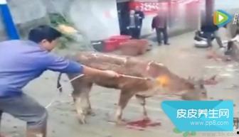 虐牛视频,虐牛视频引发的道德拷问