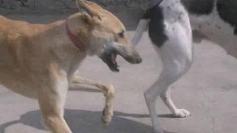 熔岩猎犬视频