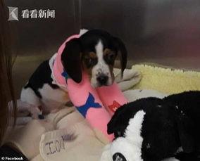 熔岩猎犬视频