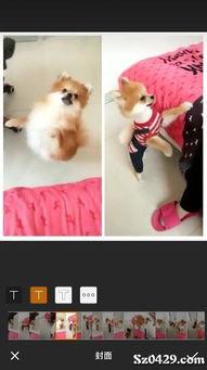 博美犬剪毛视频,轻松掌握专业级造型技巧