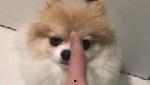 博美犬剪毛视频,轻松掌握专业级造型技巧