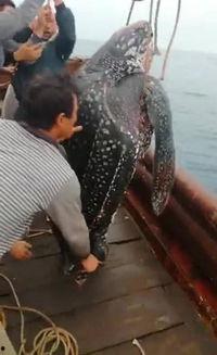 大海龟视频,探寻海洋生命的奇迹之旅