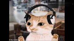 热门猫视频