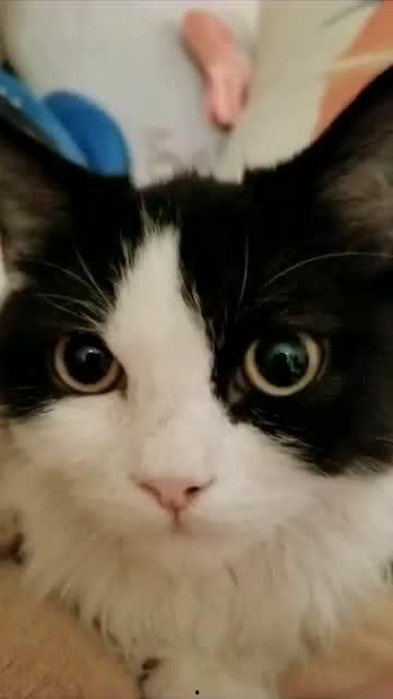 热门猫视频