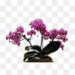 胡姬花视频,绽放东方的美丽传奇